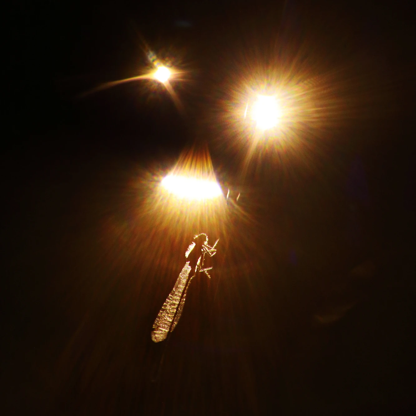 06_84A9224 2HD 2S carre